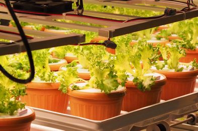 Lettuce plants growing under artificial LED lights in an indoor vertical farming system.